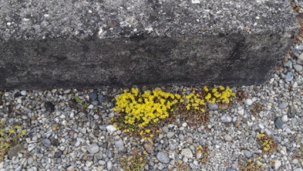 Interview Radio Horeb selige Märtyrer von Dachau