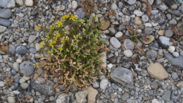 Märtyrergedenken zur Ehre Gottes